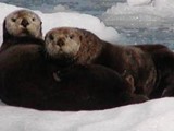 Sea Otters - Very Common