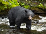 Black Bear Waiting For Dinner