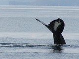 Humpback Whale Fluke