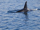 Orca Whales Circling Boat