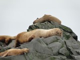 Sea Lion Haulout