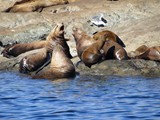 Sea Lion Politics