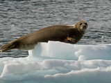 Seal on the rocks